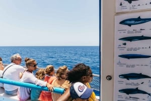 From Puerto Rico de Gran Canaria: Dolphin Watching Cruise