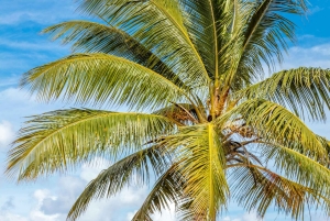 From Punta Cana: Full-Day Island Tour with Lunch