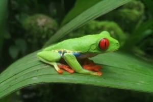 From San Jose: La Paz Waterfall Gardens Guided Day Tour