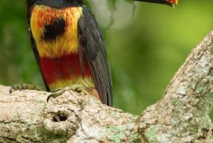 From San Jose: La Paz Waterfall Gardens Guided Day Tour