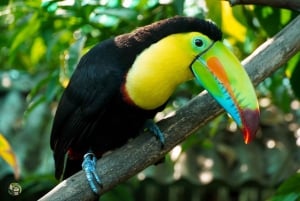 From San Jose: La Paz Waterfall Gardens Guided Day Tour