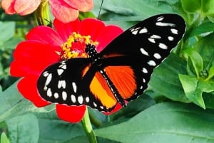 From San Jose: La Paz Waterfall Gardens Guided Day Tour