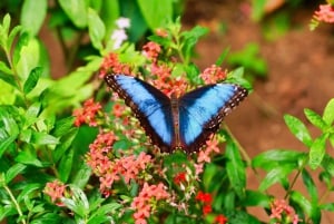 From San Jose: La Paz Waterfall Gardens Guided Day Tour