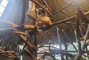 From San José: La Paz Waterfall Gardens Nature Park Tour