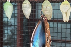 From San José: La Paz Waterfall Gardens Nature Park Tour