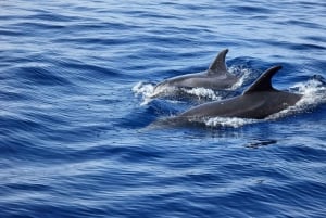 From San Juan beach : Marine Life Cruise
