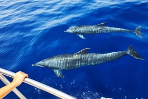 From San Juan beach : Marine Life Cruise