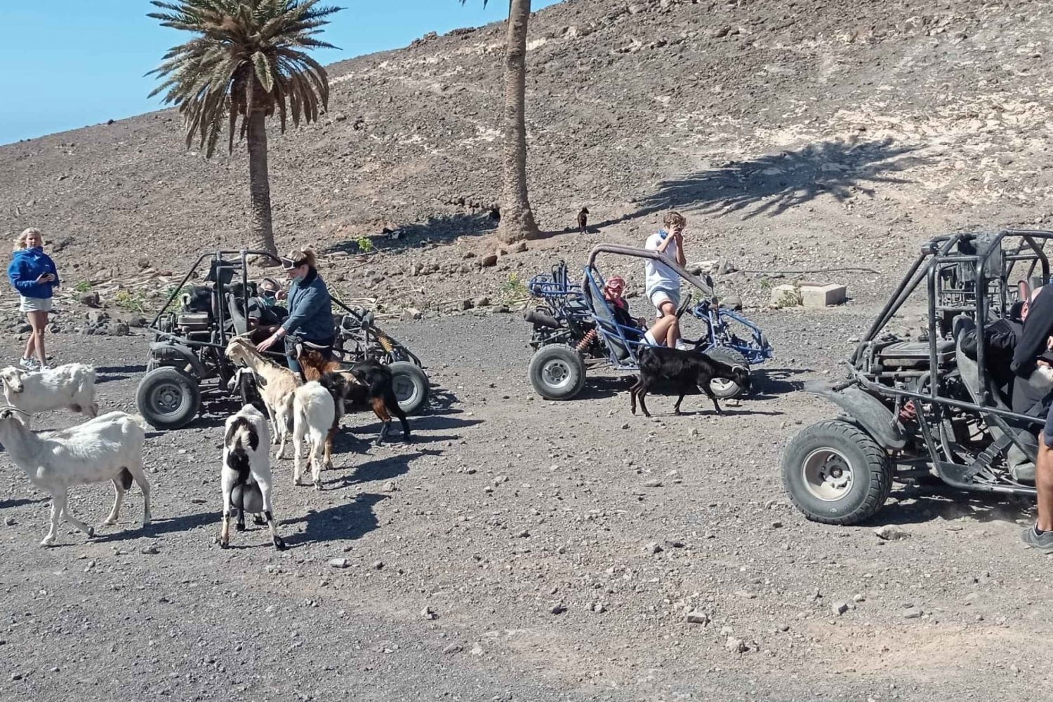 Fuerteventura: Jandía Natural Park & The Puertito Buggy Tour