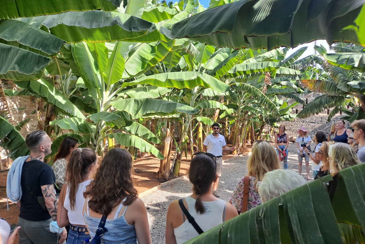 Gran Canaria: Tour guiado y degustación del Mundo del Plátano