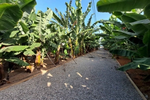 Gran Canaria: Banana World Guided Tour & Tasting