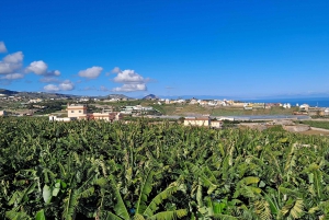 Gran Canaria: Tour guiado y degustación del Mundo del Plátano