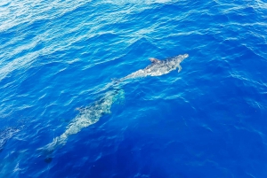 Gran Canaria: Catamaran Dolphin Watch Cruise with Snorkeling