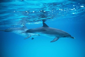 Gran Canaria: crucero de avistamiento de delfines y ballenas