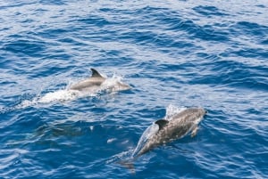 Gran Canaria: crucero de avistamiento de delfines y ballenas