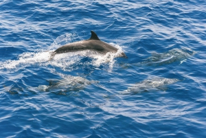 Gran Canaria: crucero de avistamiento de delfines y ballenas