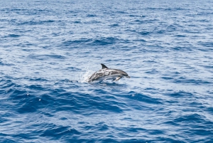 Gran Canaria: crucero de avistamiento de delfines y ballenas