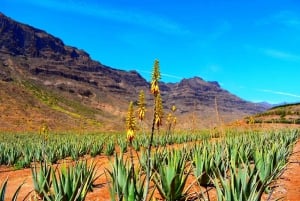 Gran Canaria: Full-Day VIP Tour by Bus