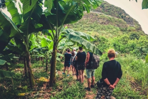 Gran Canaria: Guided Day Tour to Rainforest with Tasting