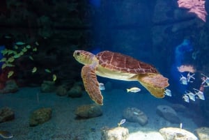 Gran Canaria: ticket sin colas para el acuario Poema del Mar