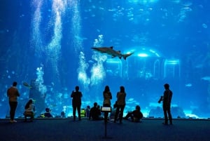 Gran Canaria: ticket sin colas para el acuario Poema del Mar