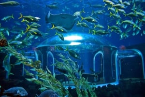 Gran Canaria: ticket sin colas para el acuario Poema del Mar