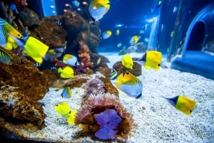 Gran Canaria: ticket sin colas para el acuario Poema del Mar