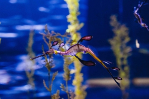 Gran Canaria: ticket sin colas para el acuario Poema del Mar