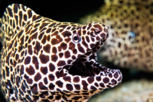 Gran Canaria: ticket sin colas para el acuario Poema del Mar