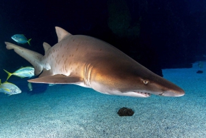 Gran Canaria: ticket sin colas para el acuario Poema del Mar