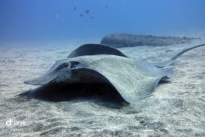 Gran Canaria: Prueba el buceo para principiantes