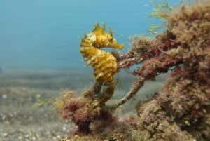 Gran Canaria: Prueba el buceo para principiantes