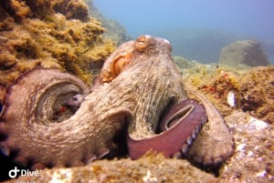 Gran Canaria: Prueba el buceo para principiantes