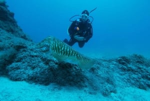 Gran Canaria: Prueba el buceo para principiantes