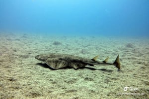 Gran Canaria: Prueba el buceo para principiantes