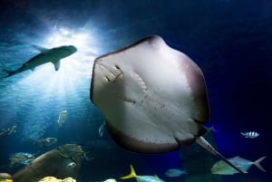 Hannover: SEA LIFE Ticket de entrada