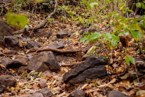 Hiking and Sunset Tour in Punta Sabana, Playa Puerto Viejo