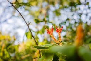 Hiking and Sunset Tour in Punta Sabana, Playa Puerto Viejo