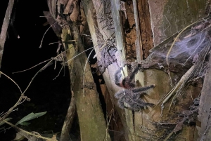 Iquitos: Curso de Supervivencia de Habilidades Extremas de 7 Días