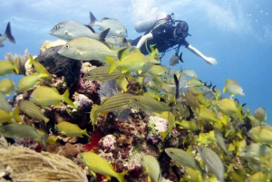 Isla Mujeres: PADI Open Water Diver Course