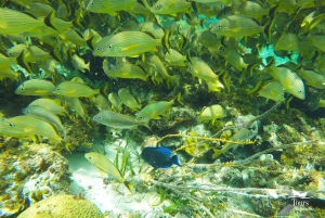 Isla Mujeres: Snorkeling Tour with Open Bar