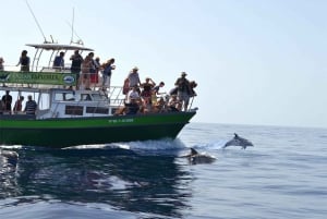 La Palma: tour de 3 h de avistamiento de ballenas y delfines