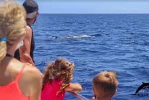 La Palma: tour de 3 h de avistamiento de ballenas y delfines