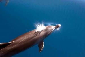 La Palma: tour de 3 h de avistamiento de ballenas y delfines