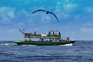 La Palma: tour de 3 h de avistamiento de ballenas y delfines