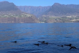 La Palma: tour de 3 h de avistamiento de ballenas y delfines