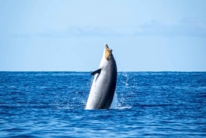 La Palma: tour de 3 h de avistamiento de ballenas y delfines