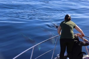 La Palma: tour de 3 h de avistamiento de ballenas y delfines