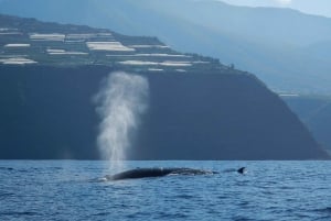 La Palma: tour de 3 h de avistamiento de ballenas y delfines