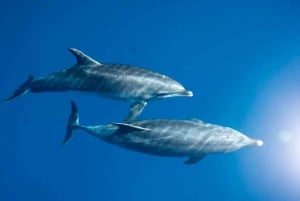 La Palma: tour de 3 h de avistamiento de ballenas y delfines