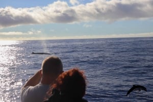 La Palma: tour de 3 h de avistamiento de ballenas y delfines